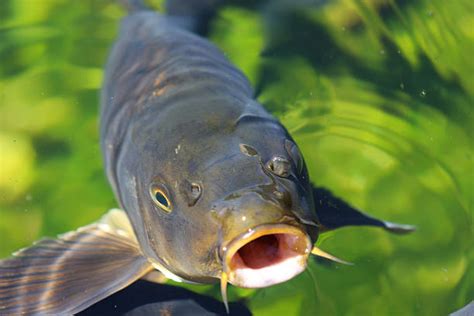 鯉魚圖片|81,400+ 項鯉魚 圖片照片檔、圖片和免版稅影像